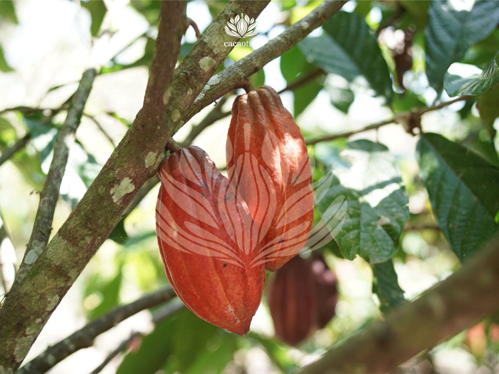 Golden Cacao Pod