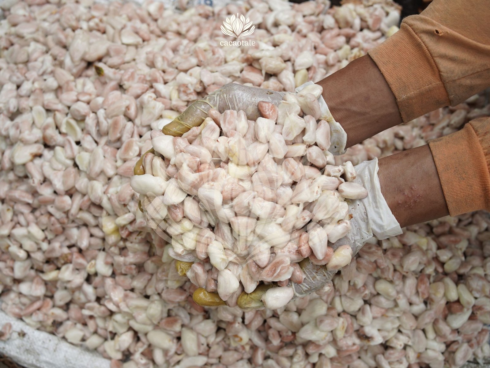 Selecting the Finest Cocoa Beans
