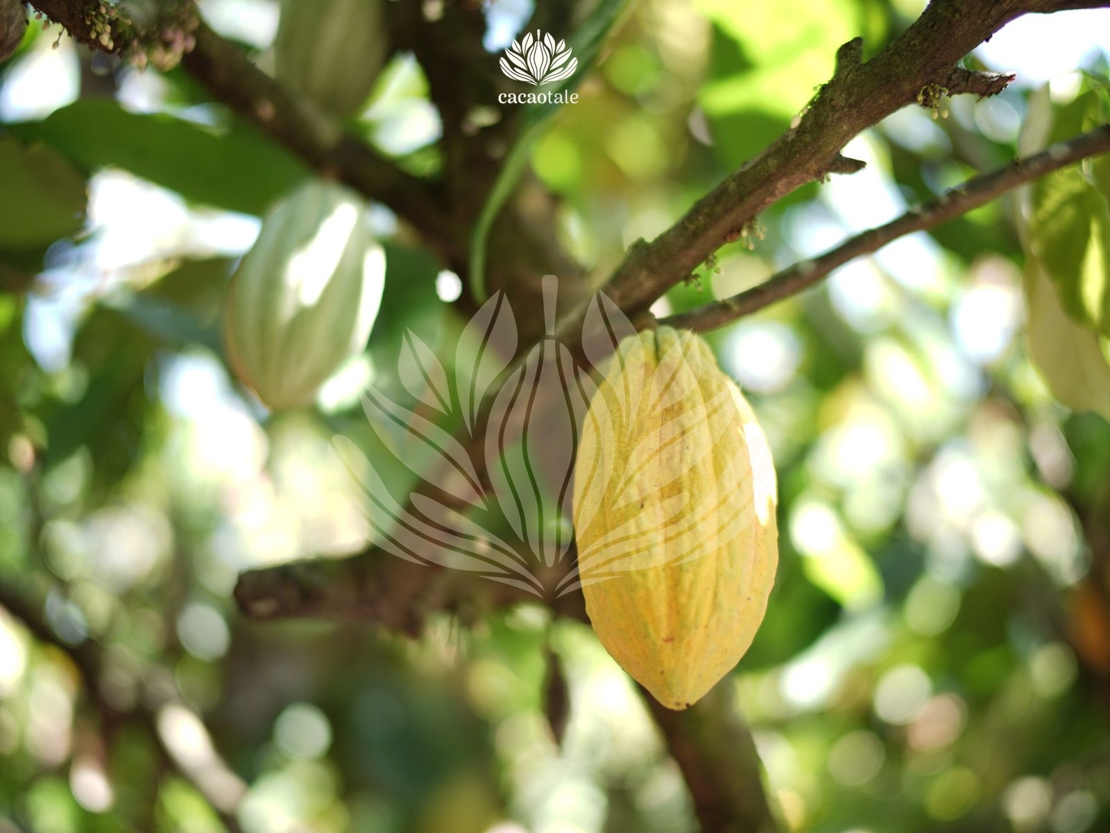 Young Cacao Pod