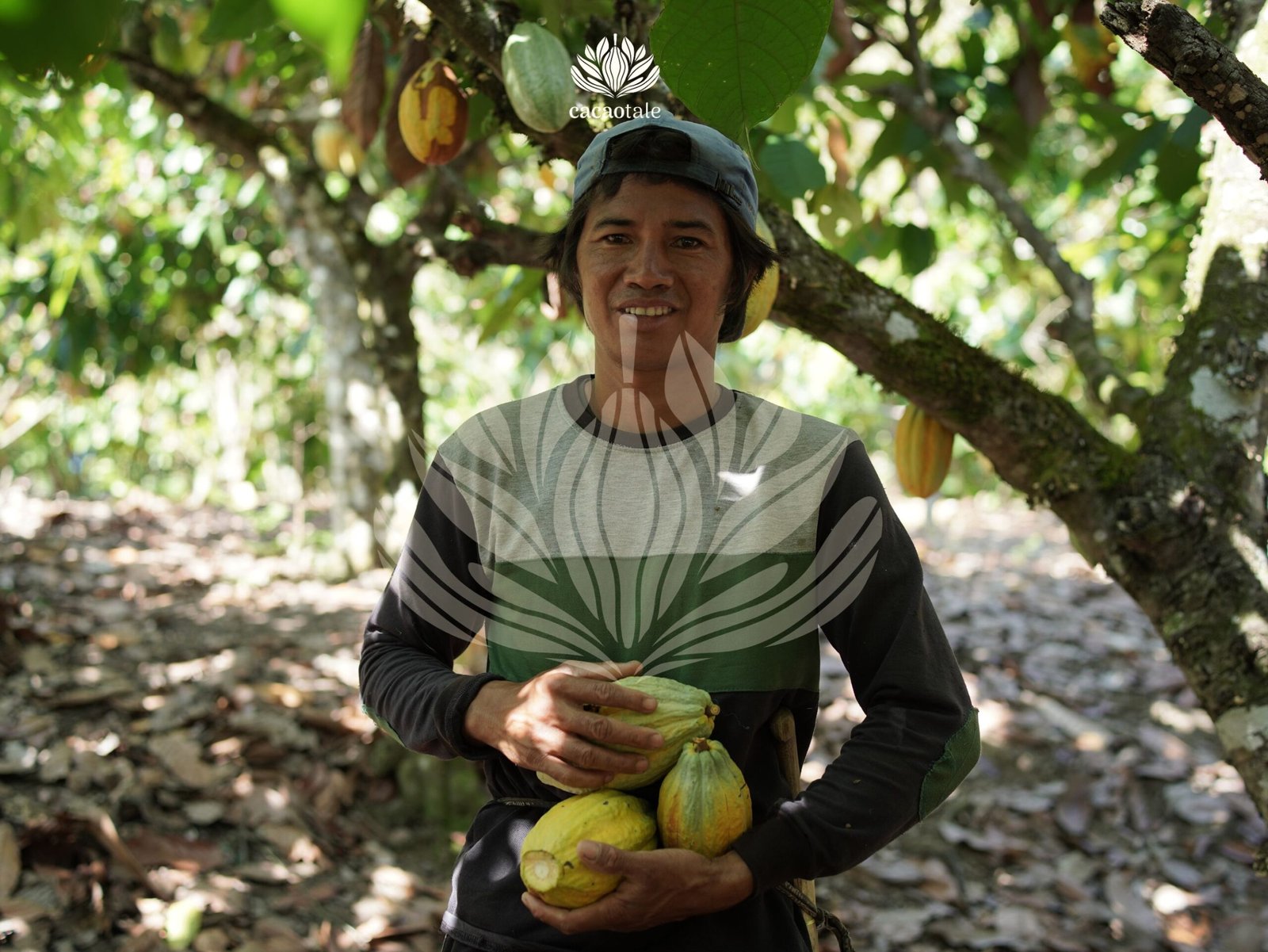 Cacaotale’s champions of fine cacao