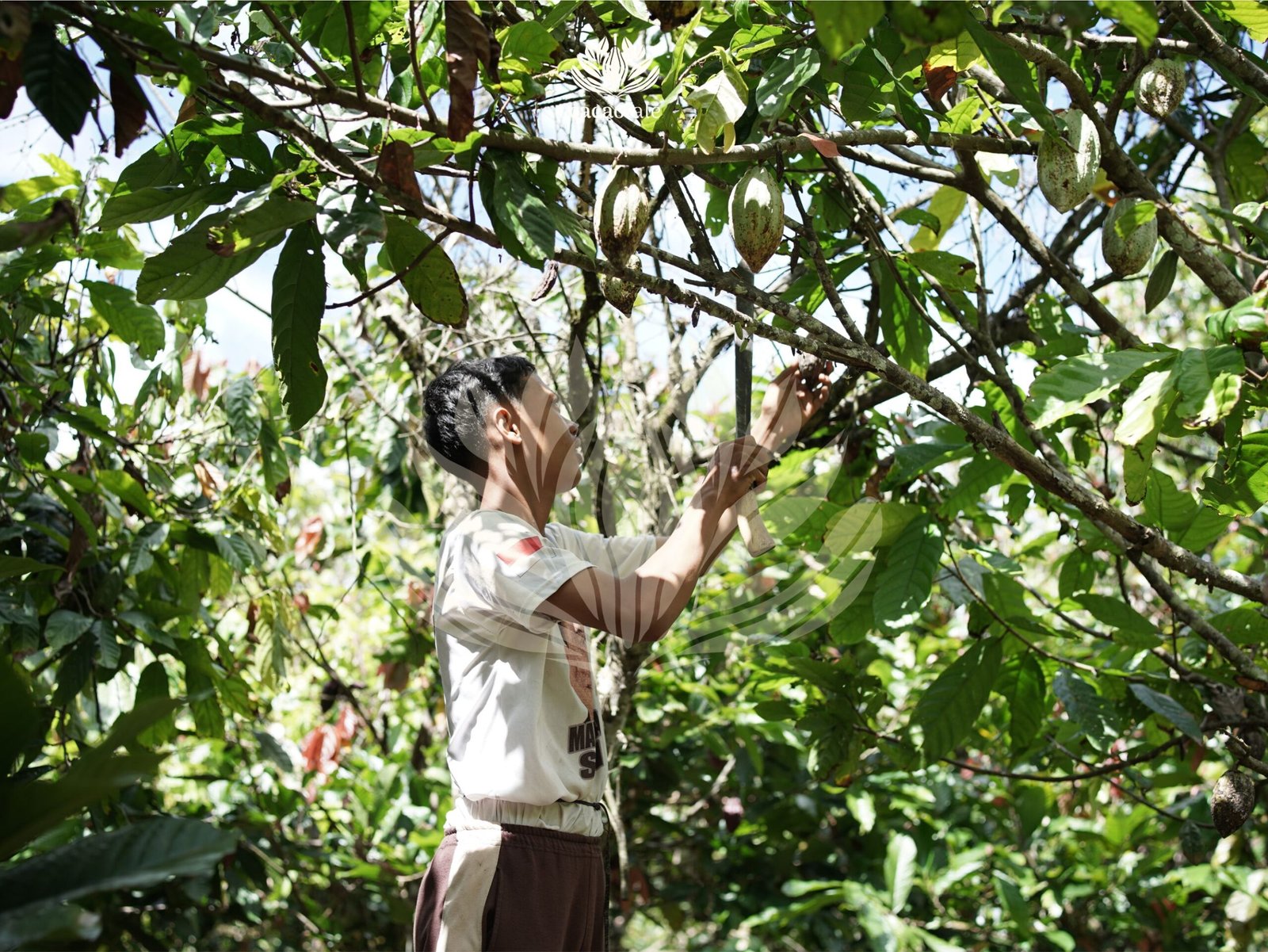 Youth Growing with Cacao